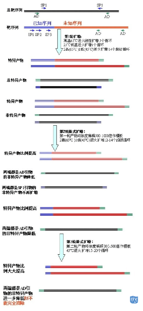 实验外包：基因步移（genomic walking）实验是干什么的？