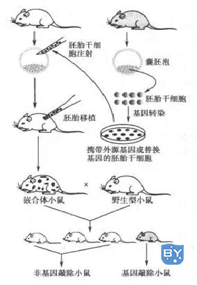 动物实验外包：小鼠实验中血糖多少水平是糖尿病