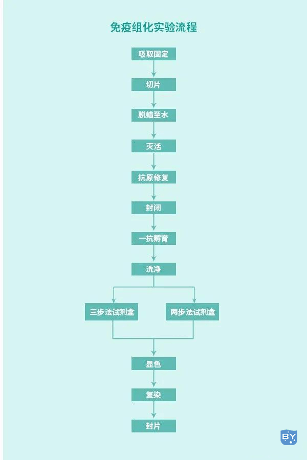 实验外包：免疫组化的作用（免疫组化实验步骤）