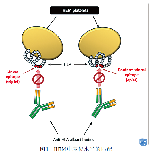 分子实验：分子诊断在免疫血液学中的应用