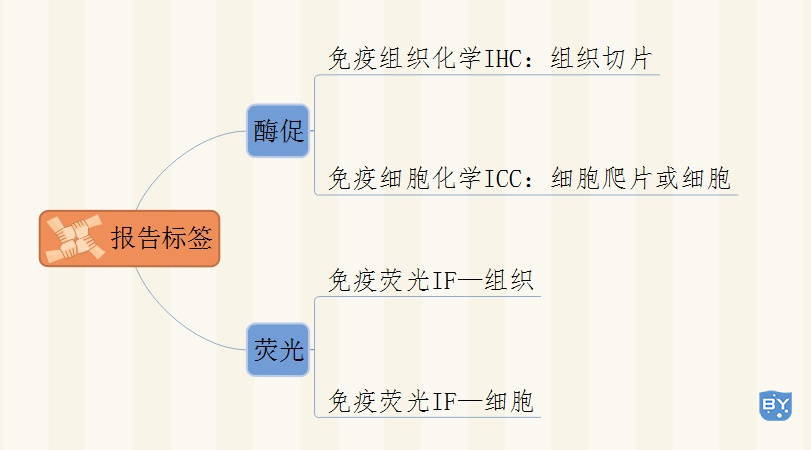 分子实验-免疫组化和免疫荧光区别（简单易懂）