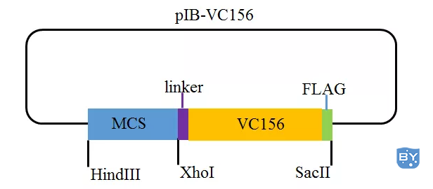 分子实验-双分子荧光互补(BiFC技术详解)