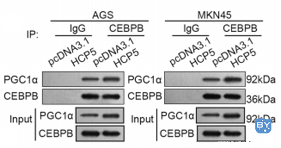 分子实验-免疫共沉淀(co-IP)实验技术原理