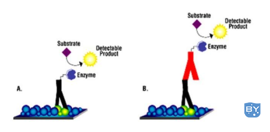分子实验-做免疫印迹实验过程中会出现的问题