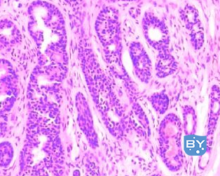 分子实验-石蜡切片免疫组化染色实验流程（免疫荧光染色方法）