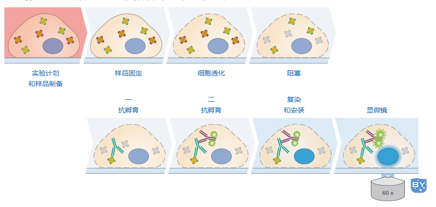 分子实验-免疫荧光染色工作流程