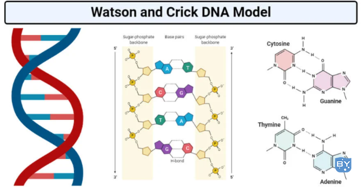 沃森和克里克DNA 模型（沃森克里克构建了什么模型）