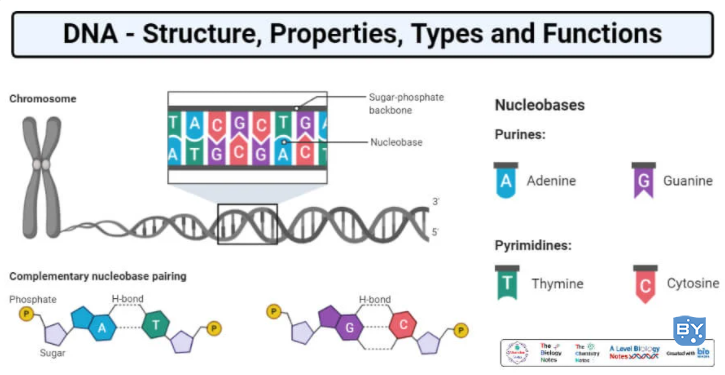 DNA的详细结构和组成（DNA-结构、性质、类型、形式、功能）