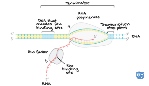 Rho 依赖终止