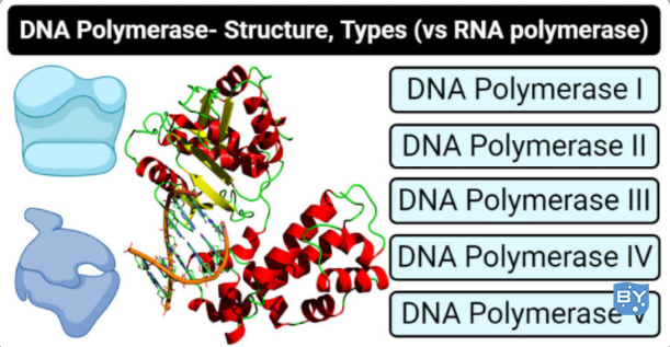 DNA 聚合酶 - 定义、结构、类型（什么是 DNA 聚合酶）
