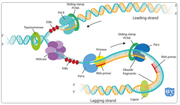 DNA 复制 - 定义、酶、步骤、机制、图表(真核生物和原核生物中DNA复制的差异)