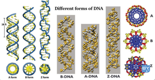 dna有几种类型（dna存在哪些类型）