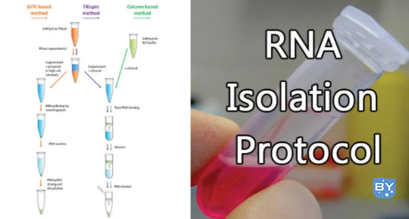 RNA分离方案（rna的分离提取还有哪些方法）