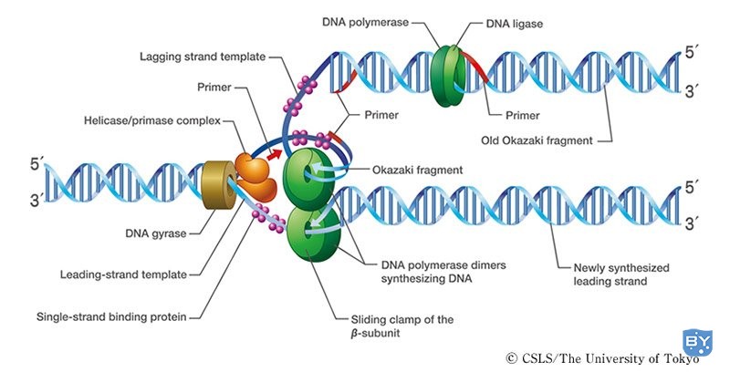 DNA复制过程中的酶类及其主要功能（真核 DNA 复制-特征、酶、过程、意义）