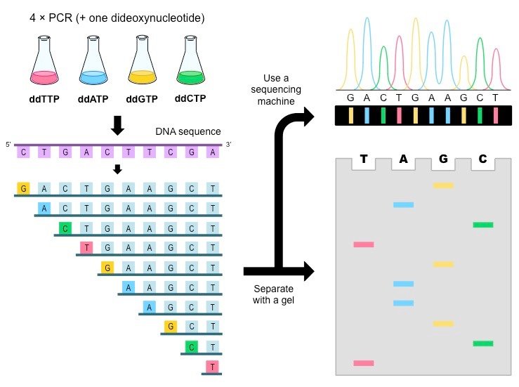 DNA 测序-Maxam-Gilbert 和 Sanger 双脱氧法