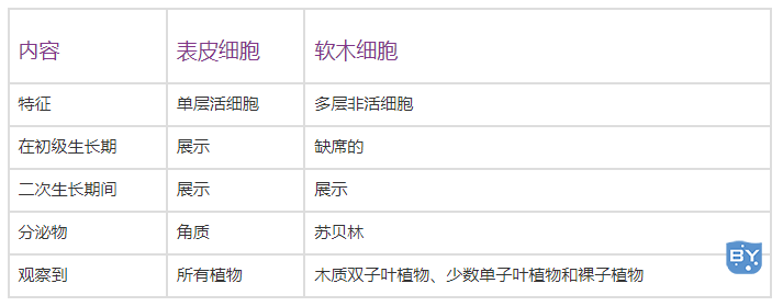 表皮细胞和软木细胞的区别(软木细胞是什么)