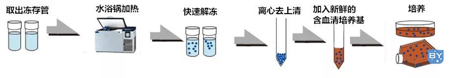 细胞复苏的步骤(细胞复苏的操作步骤)