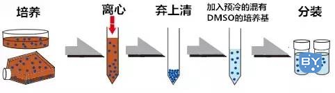 细胞冻存