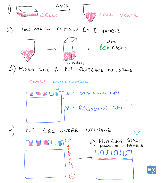 Western Blot 科学方法指南