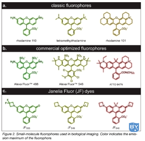 通过化学和小分子荧光团更好地染色(荧光染色方法)