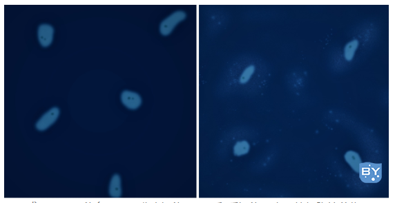 DAPI 或 Hoechst 染色用于区分未污染（左）和受污染（右）的细胞培养物