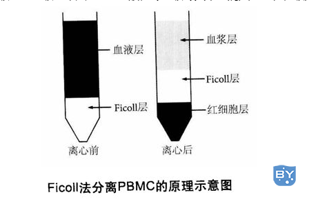 流式细胞样品制备(流式细实验如何制备流式样品)