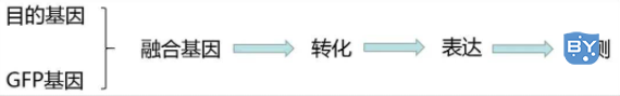 蛋白质亚细胞定位步骤(如何研究蛋白质亚细胞定位)