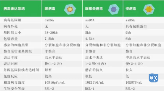 为什么选择腺病毒作为载体(什么情况下选用腺病毒载体)