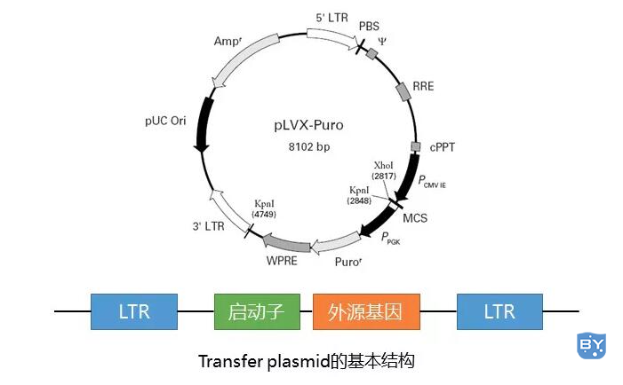 慢病毒包装获得高滴度慢病毒方法(获得高滴度慢病毒的包装方法与流程)