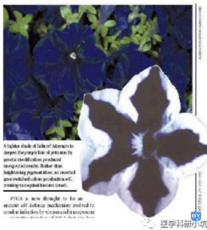 一文读懂基因沉默（RNAi）相关实验研究