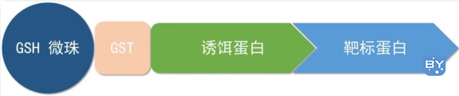 GST pull-down和CoIP有何区别？实验结果该如何解读？