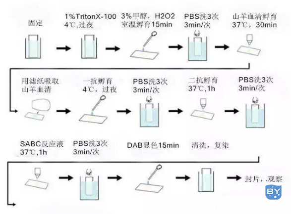 细胞免疫组化实验步骤(免疫组化IHC实验流程)