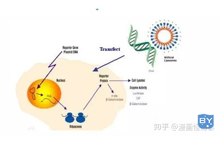 细胞转染实验步骤(细胞转染原理及技巧分享)