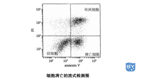 最常用的细胞凋亡检测方法是什么（annexinV/PI双染色法介绍）