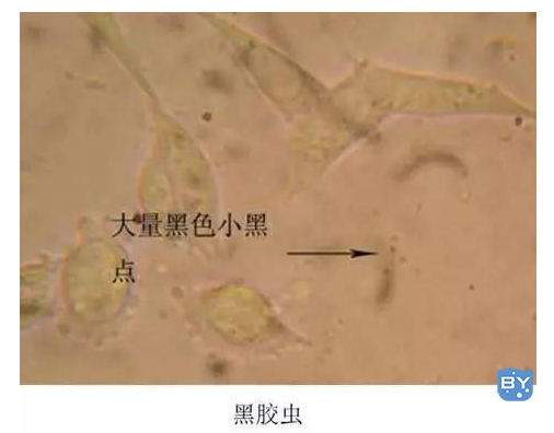 细胞养不好怎么办，养细胞技巧分享