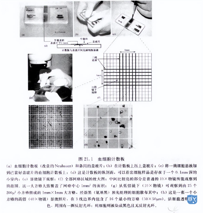 用血细胞计数板进行细胞计数实验