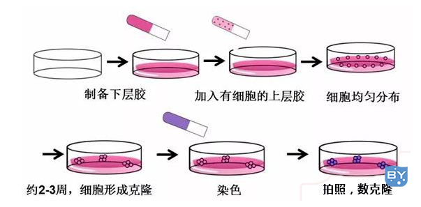 软琼脂克隆形成实验操作过程