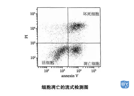 常用的细胞凋亡检测方法（annexinV/PI双染色法介绍）
