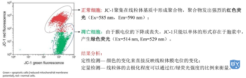 细胞凋亡早期：JC-1染色（线粒体膜电位变化的检测）