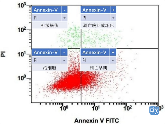 细胞凋亡早期：Annexin-V/PI双染色法（PS在细胞外膜上的检测）
