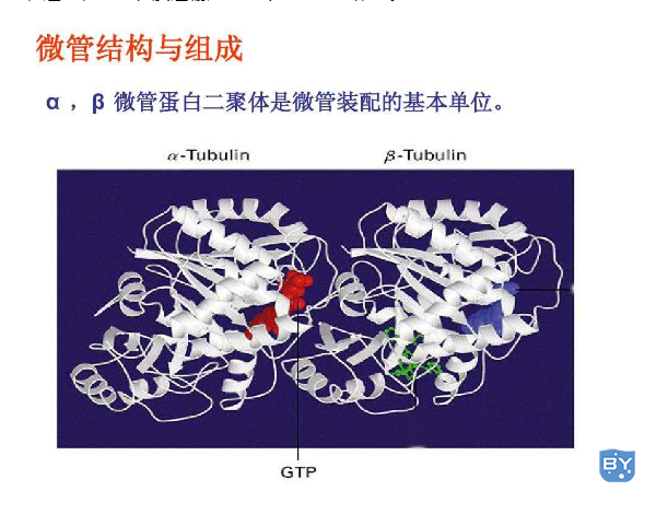 微管蛋白的简介（什么是微管蛋白）
