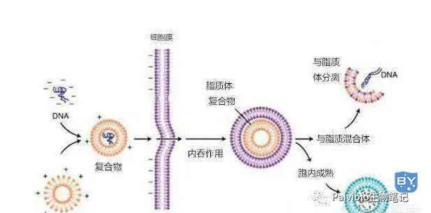 细胞瞬时转染步骤、原理