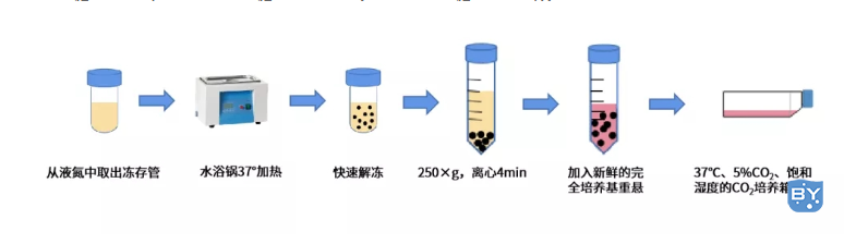 细胞传代步骤，解决细胞量不够